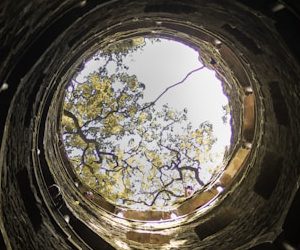 low angle photography of tree in tunnel