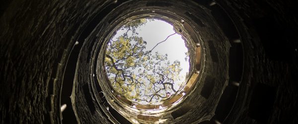 low angle photography of tree in tunnel