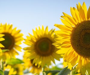 yellow sunflowers in bloom