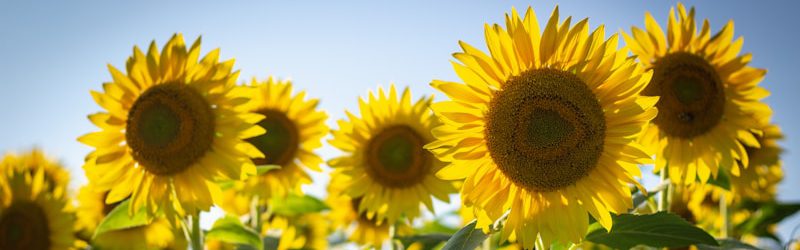 yellow sunflowers in bloom