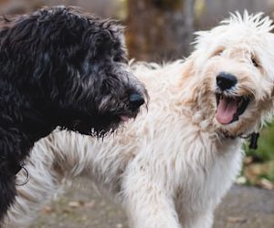 two black and white dogs walking at pathway