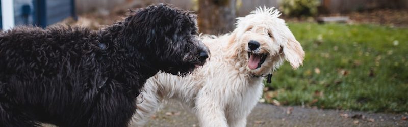 two black and white dogs walking at pathway